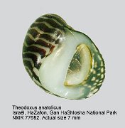 Theodoxus anatolicus (2)